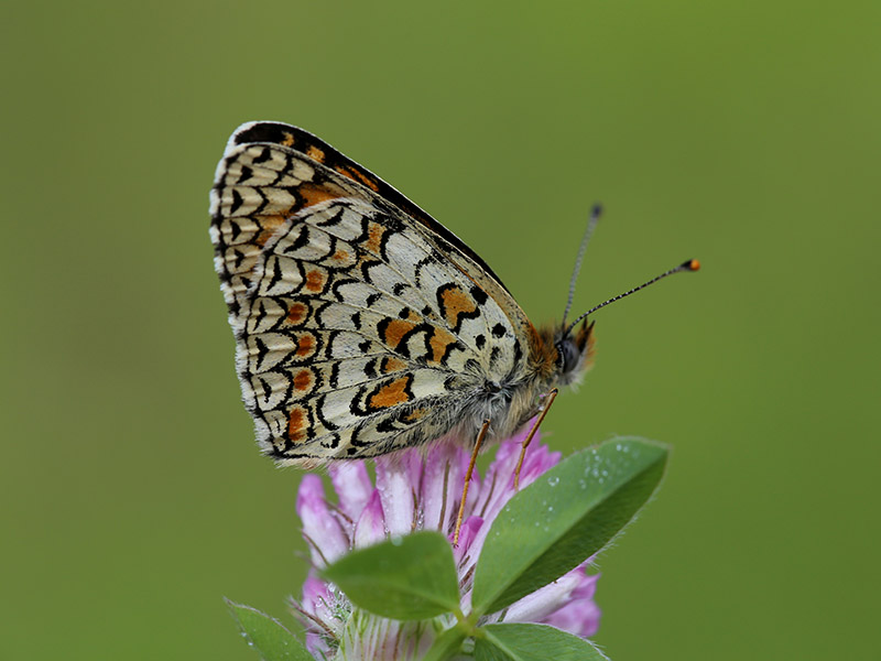 farfalla 2 - Melitaea ornata